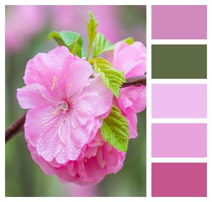 Plum Blossom Pink Flower Flower Image